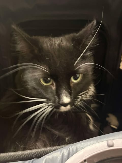 Picture of the Animal Listed