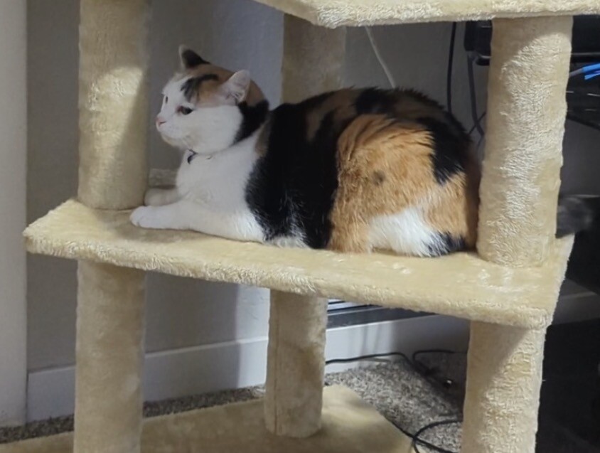 Picture of the Animal Listed