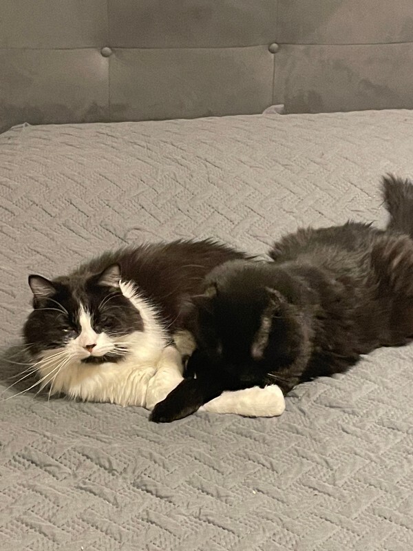 Picture of the Animal Listed