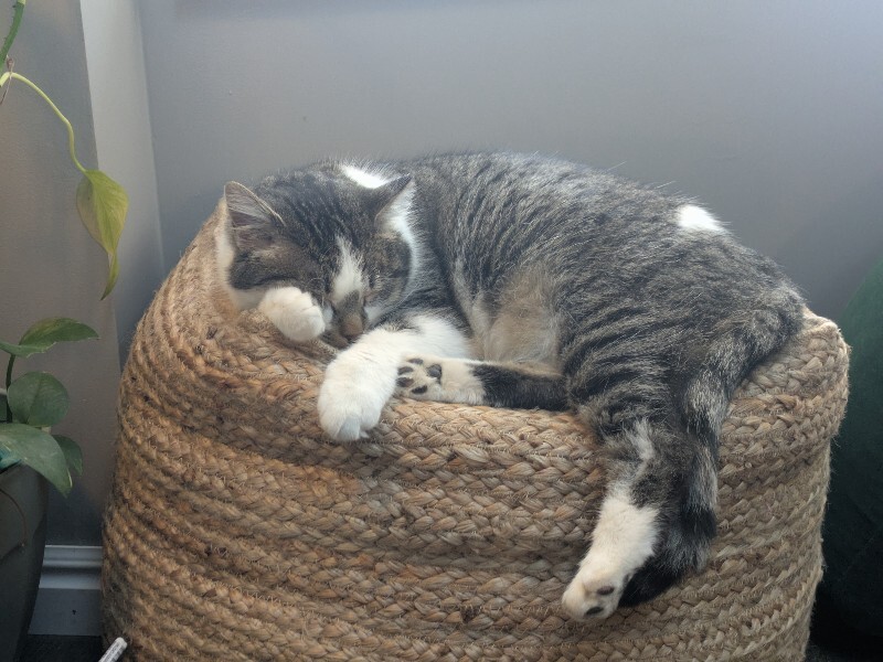 Picture of the Animal Listed