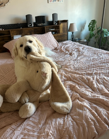 Picture of the Animal Listed