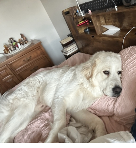 Picture of the Animal Listed