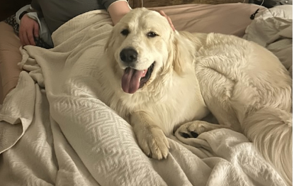 Picture of the Animal Listed