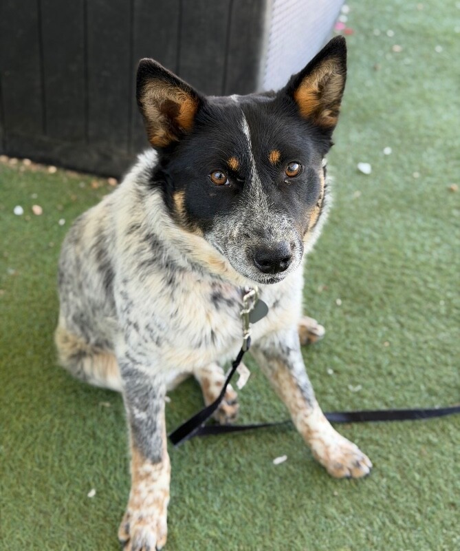 Picture of the Animal Listed