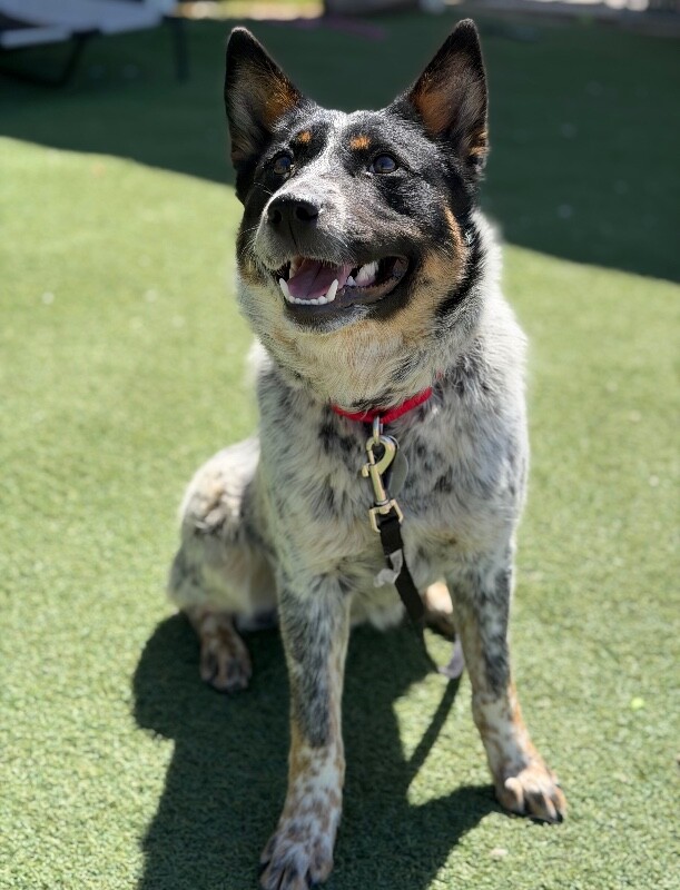 Picture of the Animal Listed