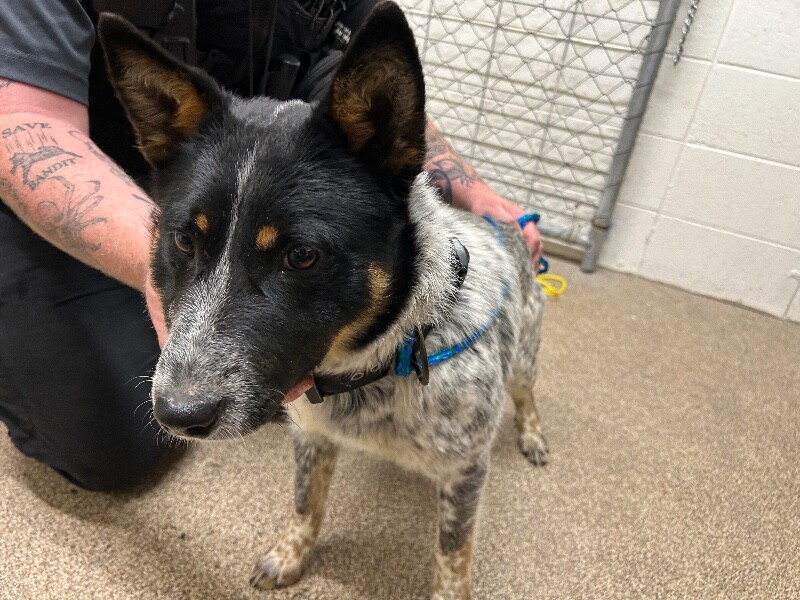 Picture of the Animal Listed