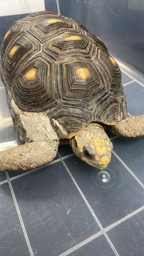 Picture of the Animal Listed