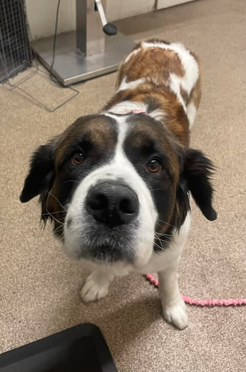 Picture of the Animal Listed