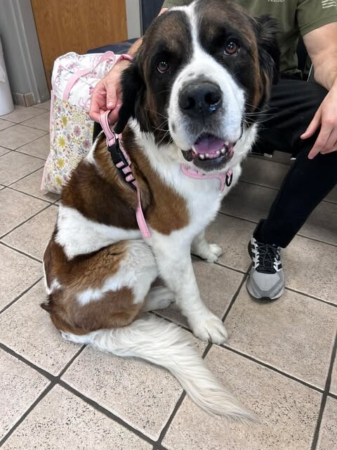 Picture of the Animal Listed