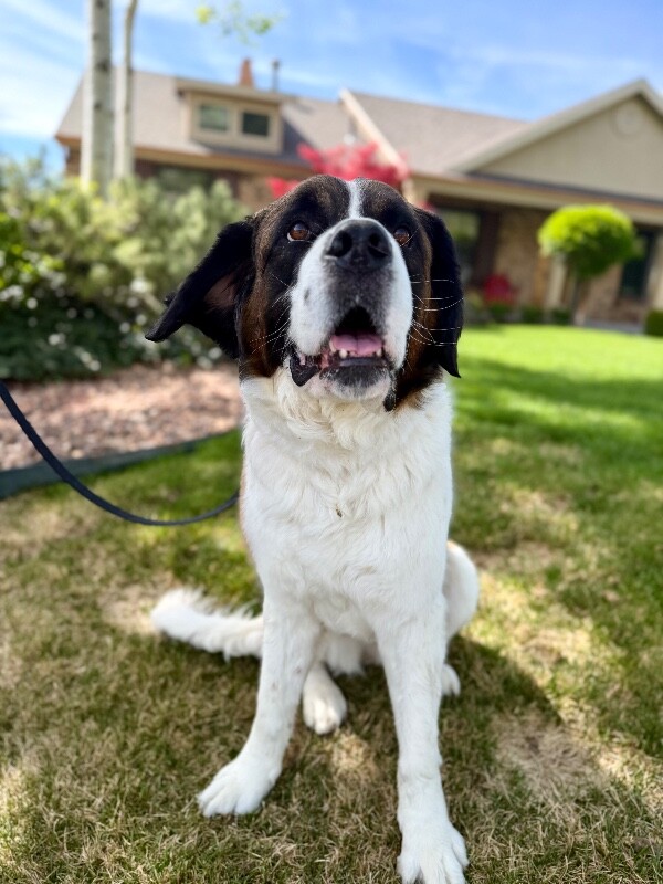 Picture of the Animal Listed