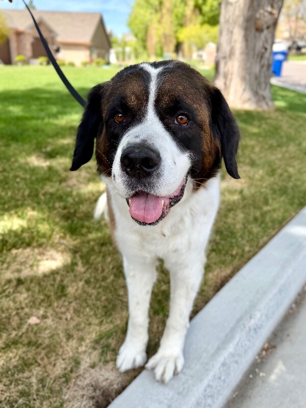 Picture of the Animal Listed