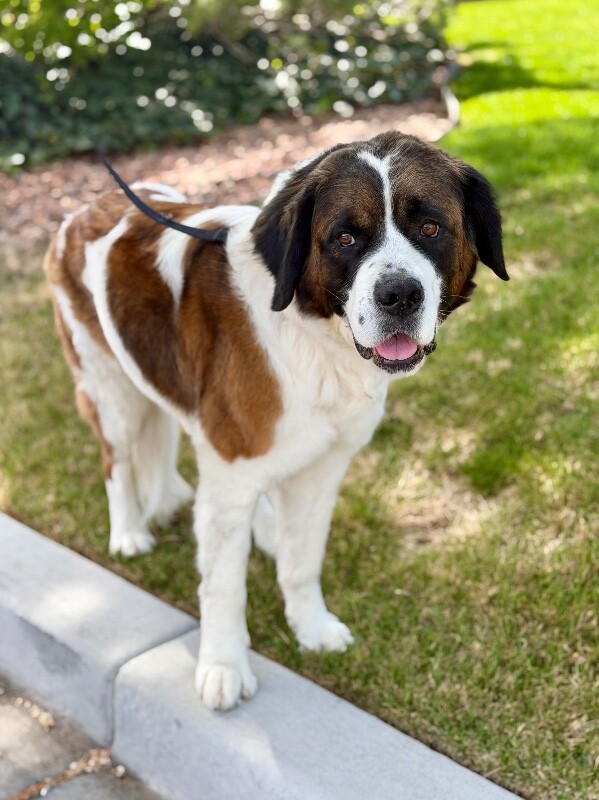 Picture of the Animal Listed