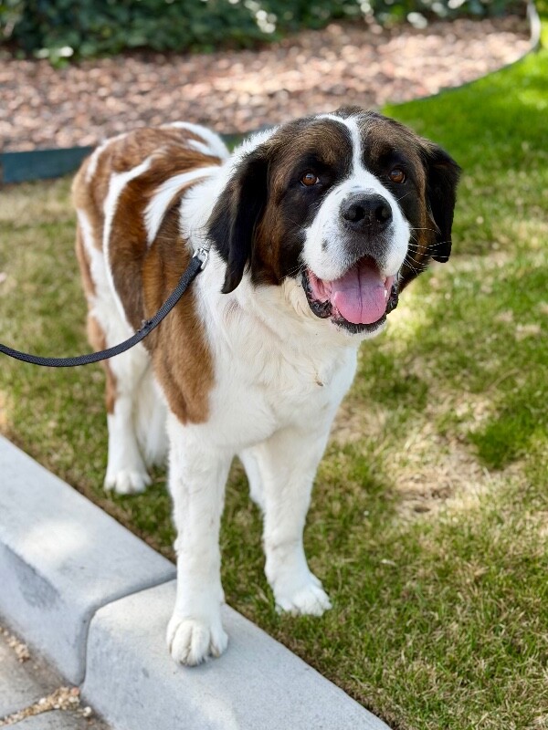 Picture of the Animal Listed