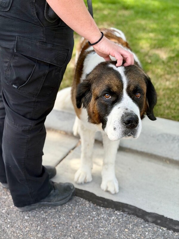 Picture of the Animal Listed