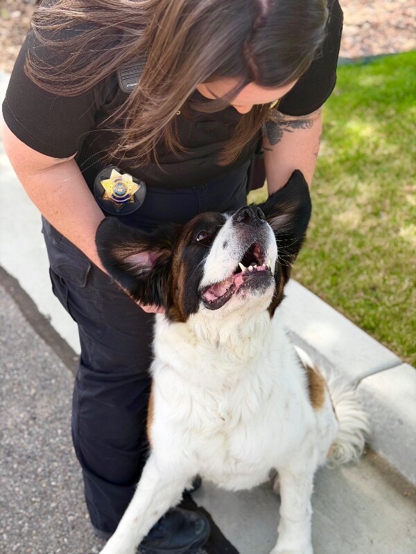 Picture of the Animal Listed