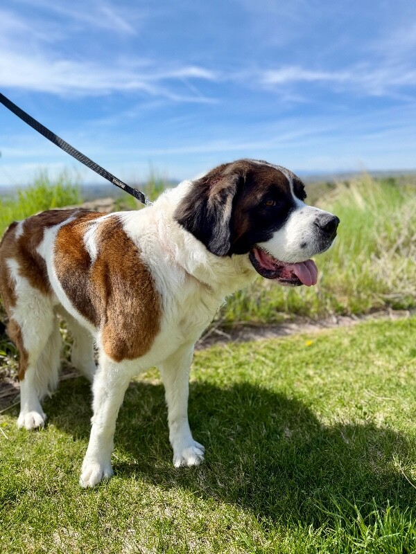 Picture of the Animal Listed