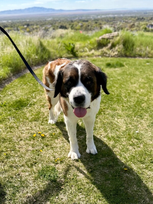 Picture of the Animal Listed