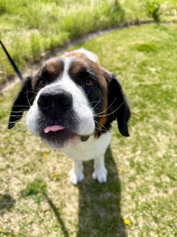 Picture of the Animal Listed