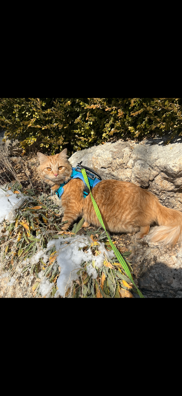 Picture of the Animal Listed