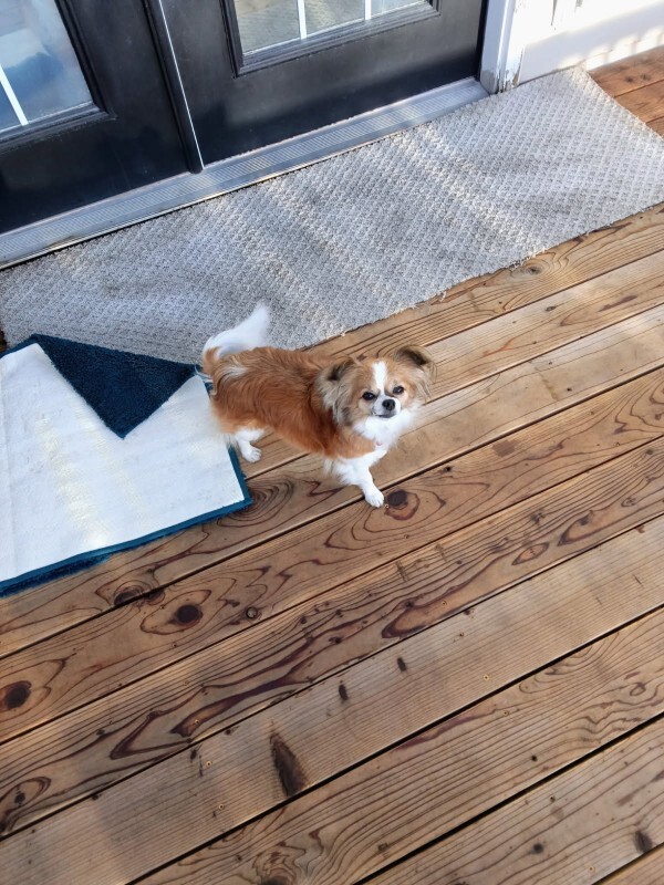 Picture of the Animal Listed