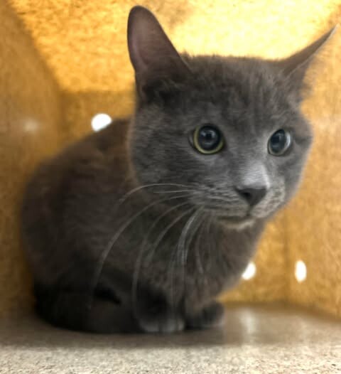 Picture of the Animal Listed