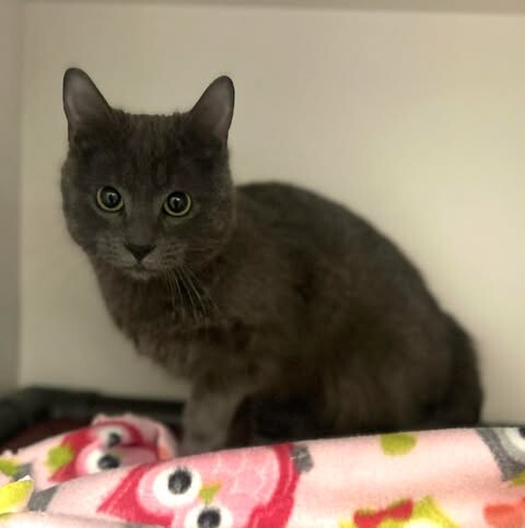 Picture of the Animal Listed