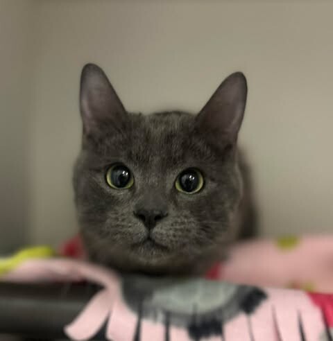 Picture of the Animal Listed