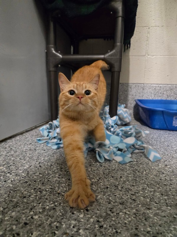 Picture of the Animal Listed