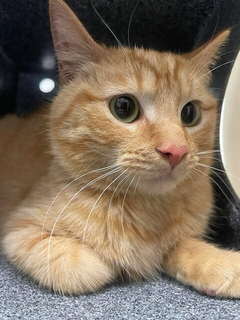 Picture of the Animal Listed