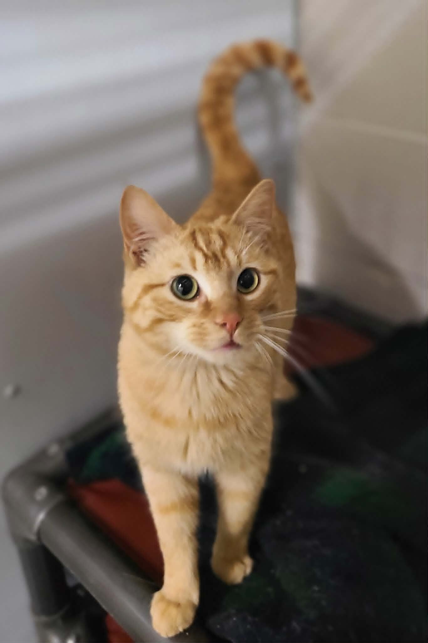 Picture of the Animal Listed