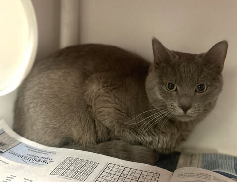 Picture of the Animal Listed