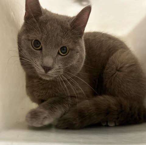 Picture of the Animal Listed