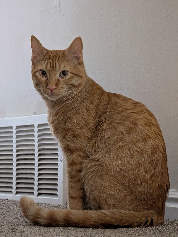 Picture of the Animal Listed