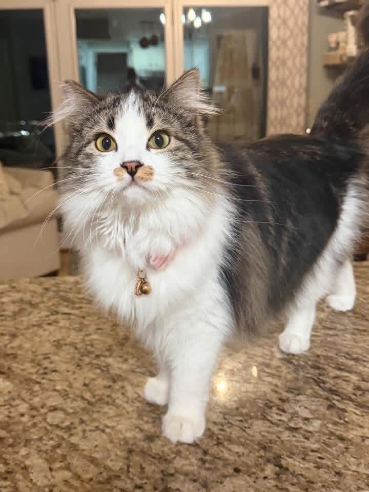 Picture of the Animal Listed