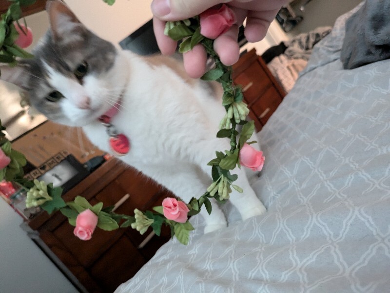 Picture of the Animal Listed