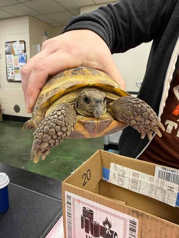 Picture of the Animal Listed