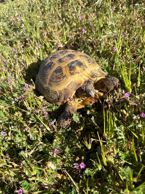 Picture of the Animal Listed