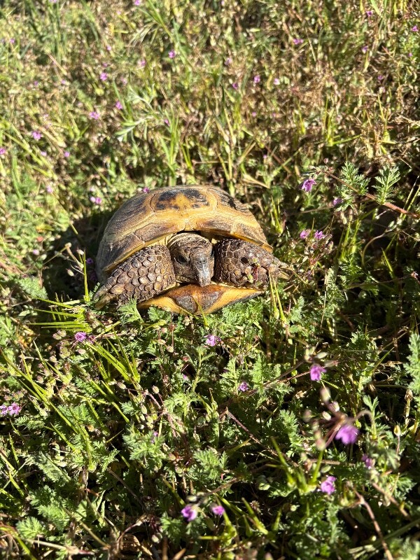 Picture of the Animal Listed