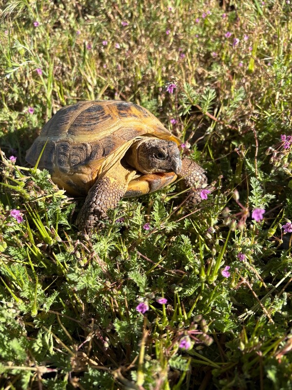 Picture of the Animal Listed