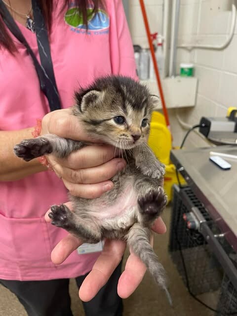 Picture of the Animal Listed