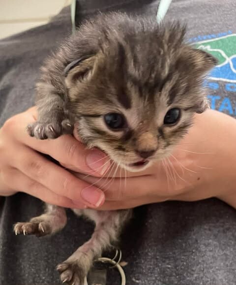 Picture of the Animal Listed