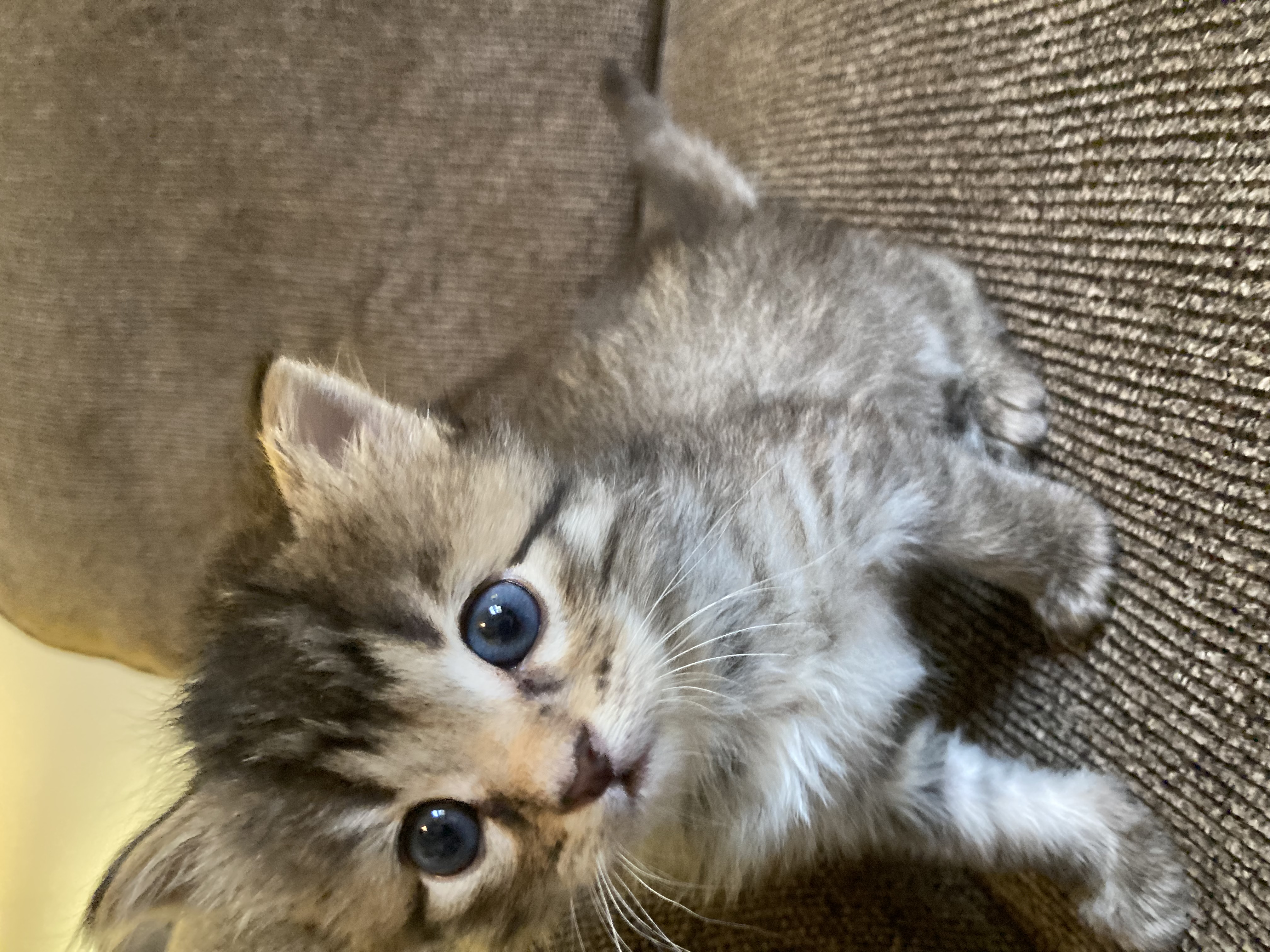 Picture of the Animal Listed
