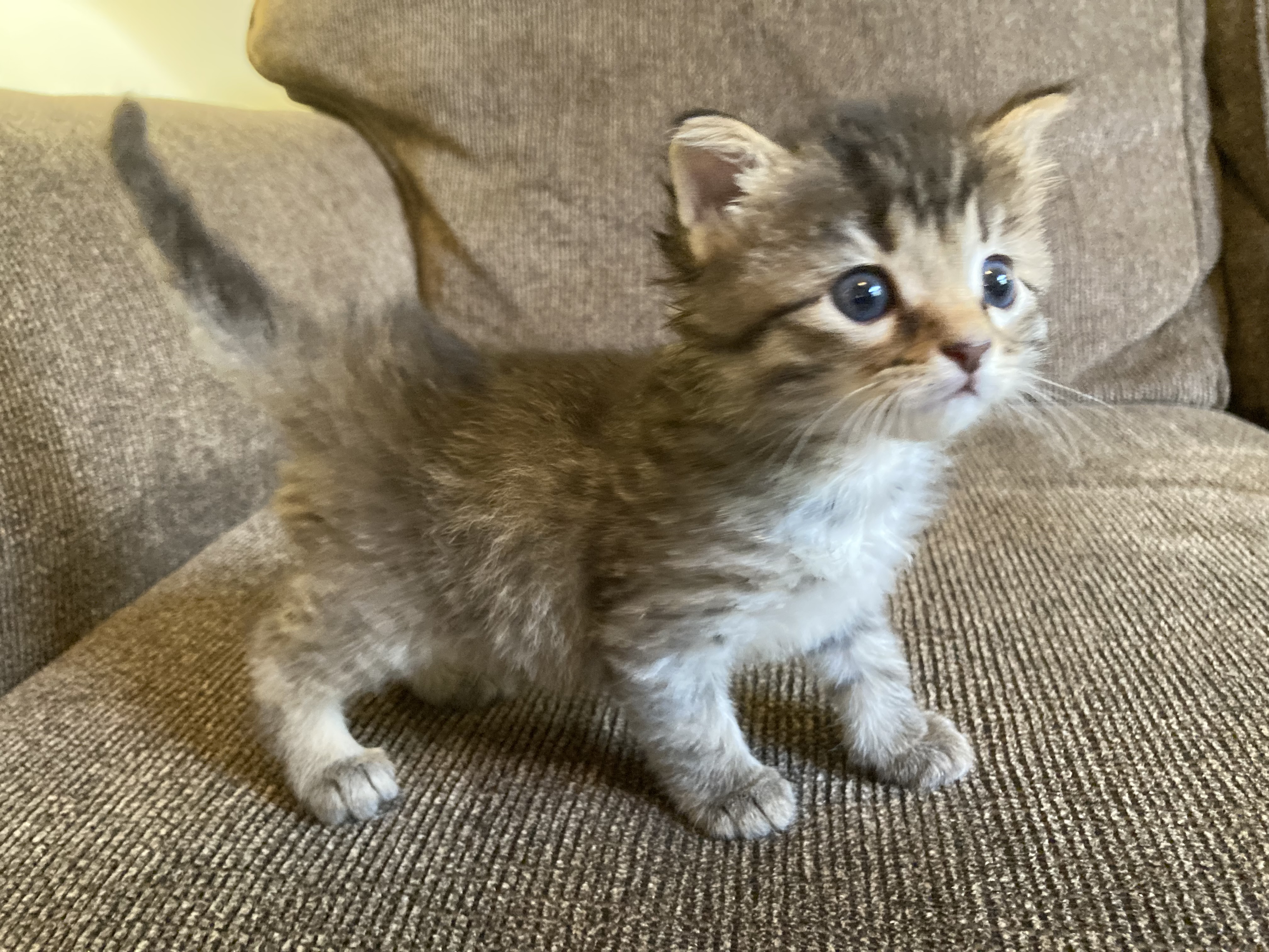 Picture of the Animal Listed