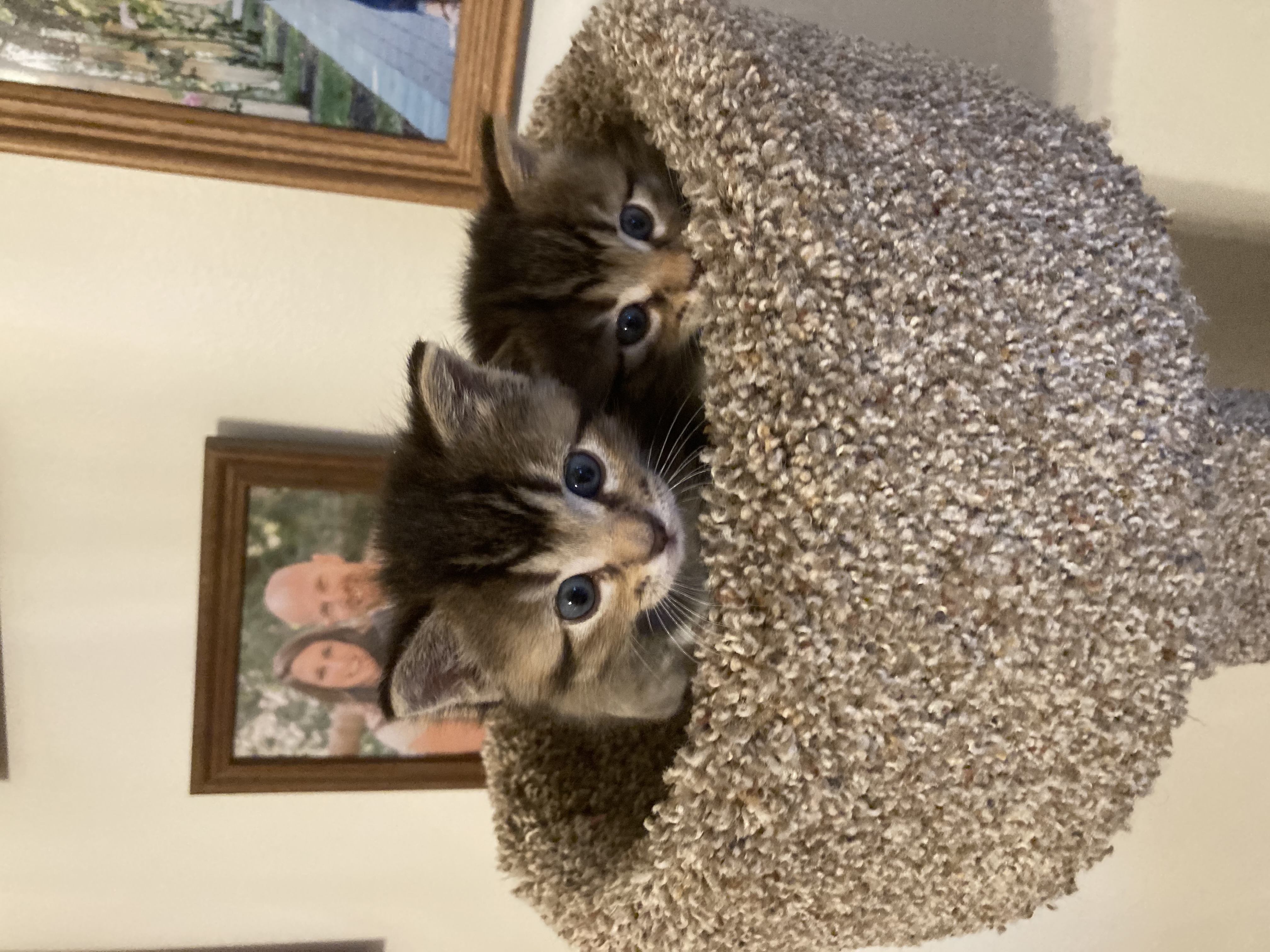 Picture of the Animal Listed