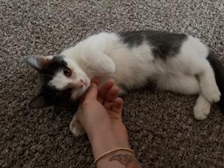 Picture of the Animal Listed