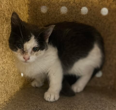 Picture of the Animal Listed