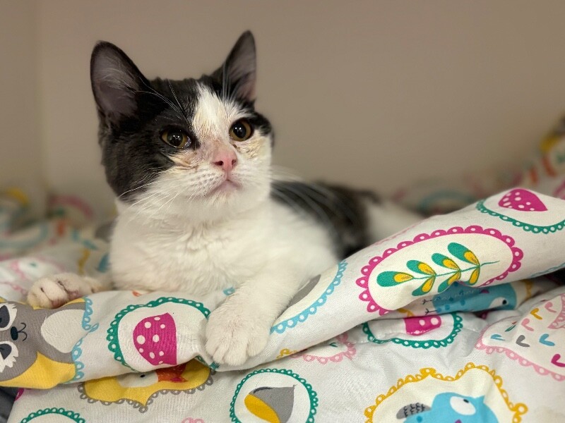 Picture of the Animal Listed