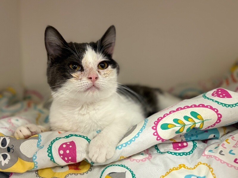 Picture of the Animal Listed