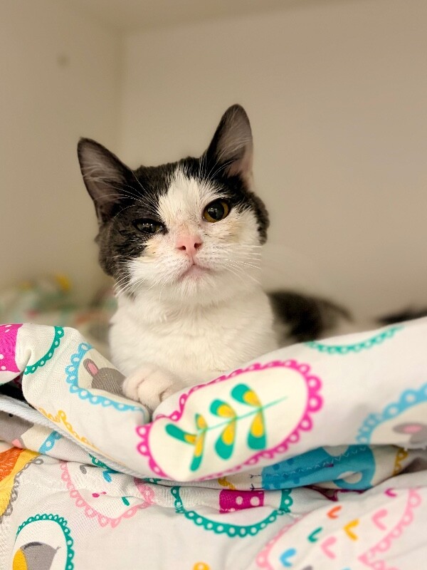 Picture of the Animal Listed