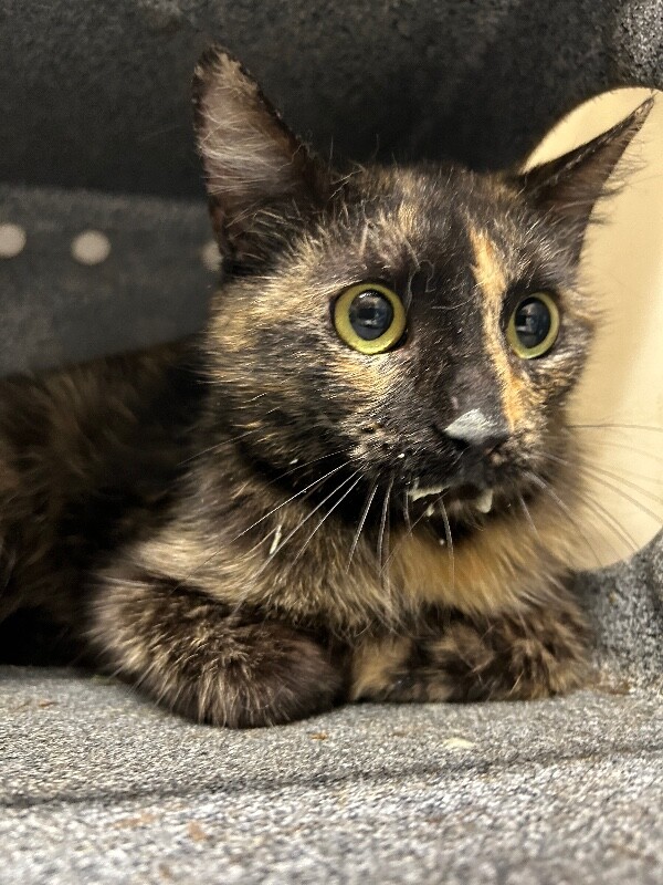 Picture of the Animal Listed